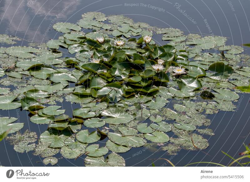 Blumenteppich Seerosenteich Seerosenblatt Wasserpflanze schwimmen blühen Teich schön Sommer Blatt Pflanze Natur positiv sommerlich Vermehrung natürlich