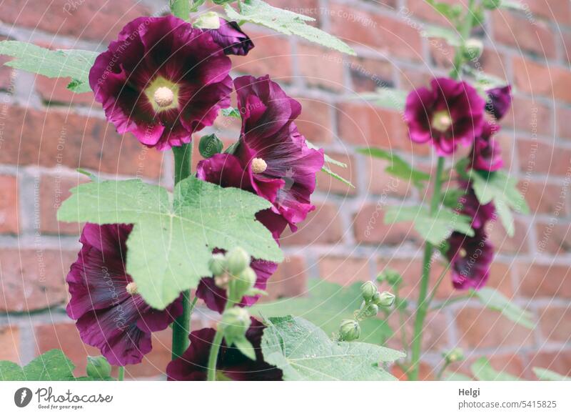 dunkelrote Stockrosen vor einer Backsteinwand Blume Blüte Wald blühen wachsen Pflanze Sommer Außenaufnahme Menschenleer natürlich Farbfoto