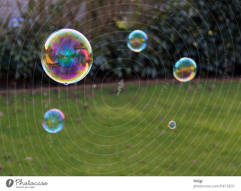 unverkäuflich | schillernde Leichtigkeit Seifenblasen Garten Wiese Sträucher schweben leicht bunt durchsichtig glänzend rund Reflexion & Spiegelung mehrfarbig