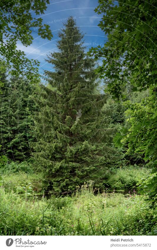 Tanne am Weiher zwischen viel Laubbäumen .Im Vordergrund Gräser und Wildblumen oben ein blauer Himmel mit weißen Wolken Landschaft Pflanze Baum Klima