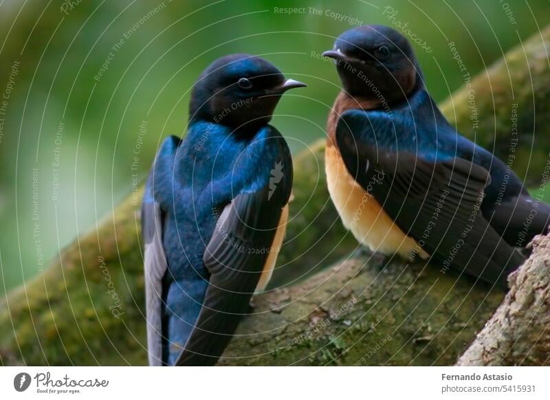 Schwalbe. Reihe von Schwalben. Porträt einer fliegenden Schwalbe vor einem blauen Hintergrund. Vogel auf einem Ast eines Baumes. Vogel-Fotos. Natur Konzept.