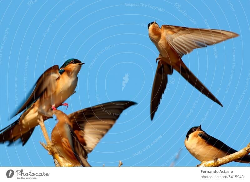 Schwalbe. Reihe von Schwalben. Porträt einer fliegenden Schwalbe vor einem blauen Hintergrund. Vogel auf einem Ast eines Baumes. Vogel-Fotos. Natur Konzept.