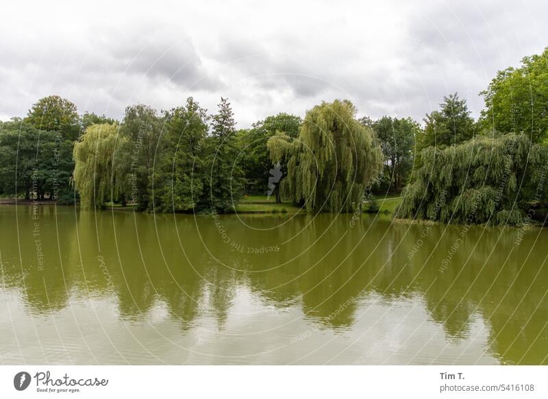 Orankesee orankesee Sommer Farbfoto grün Natur Pflanze Außenaufnahme Menschenleer Tag Umwelt natürlich Schwache Tiefenschärfe Landschaft Baum See Berlin Himmel