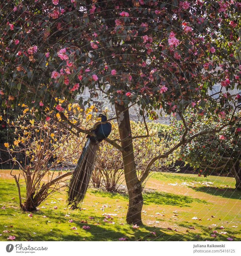 Wunderschöner Pfau der in einem blühenden Baum sitzt Vogel Tier Feder Pfauenfeder Außenaufnahme Tierporträt ästhetisch Stolz exotisch Frühling Sommer