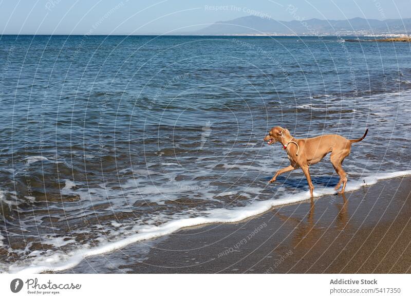 Welpe spielt im Wasser am Meer Spielen Seeküste Strand niedlich freundlich Hund spielerisch sonnig Kragen Meeresufer Haustier Tier rennen lustig neugierig aktiv