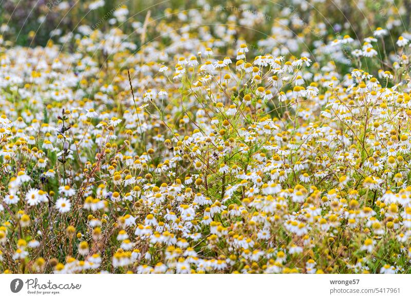 Ein Streifen blühende Kamille am Feldrand Blühend Pflanze Blüte Sommer Farbfoto Außenaufnahme Kamillenblüten Natur Heilpflanze Insektenfreundlich