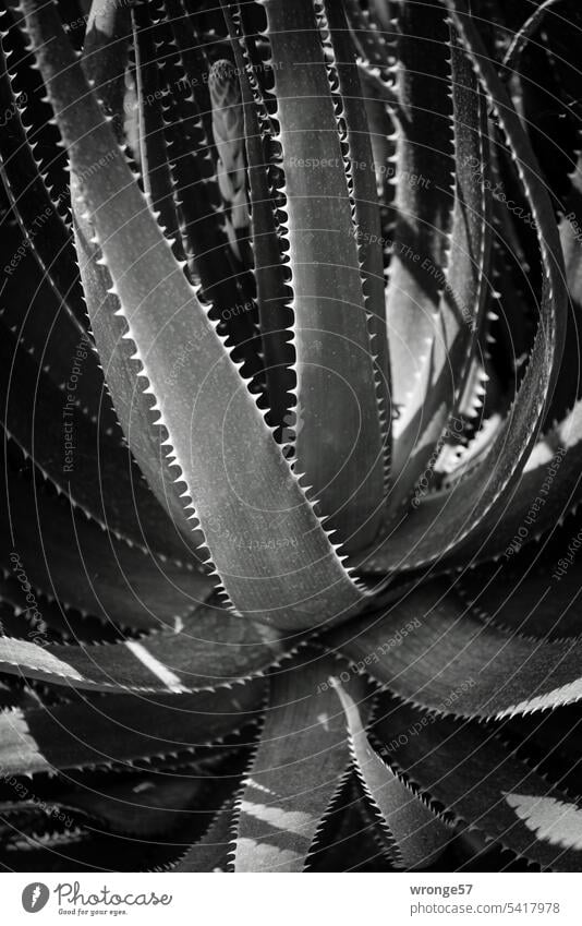 Gezähnte Blätter einer Aloe lineata gestreifte Aloe Aloe lineata var. lineata Südafrika Nahaufnahme Pflanze Schwarzweißfoto Kontraste