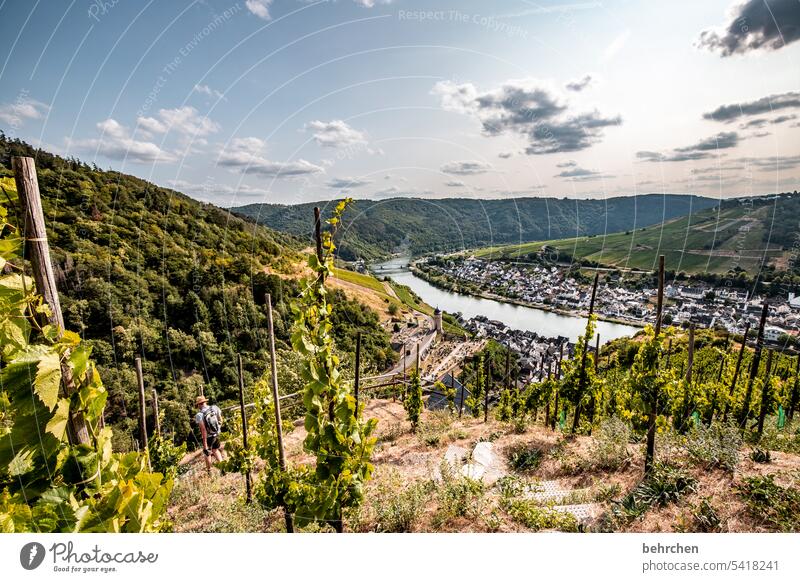 moselgeschichten Ruhe Weinbau Rheinland-Pfalz Flussufer Mosel (Weinbaugebiet) Sonnenlicht Hunsrück Moseltal Idylle Wege & Pfade Weinstock Weinrebe Weintrauben