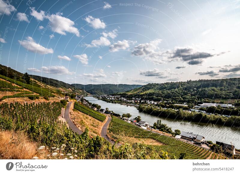 moselzeit Sommer Natur Himmel Landschaft Wolken Berge u. Gebirge Weinberg Weinstock Mosel Wege & Pfade Weinbau Hunsrück Mosel (Weinbaugebiet) Rheinland-Pfalz