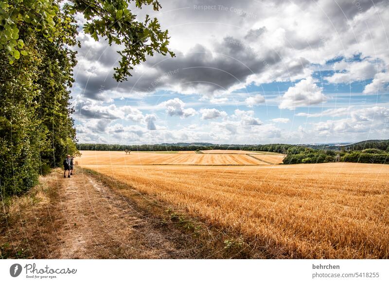 moselzeit Ernte Ackerbau idyllisch Idylle Himmel Farbfoto Nutzpflanze Wolken Pflanze Umwelt Landschaft Kornfeld Natur Landwirtschaft Sommer Getreidefeld Feld