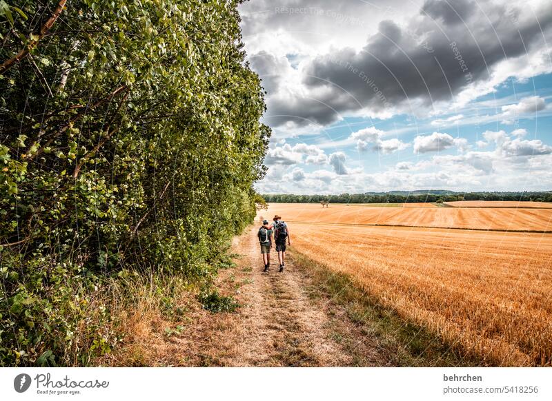 moselzeit Ernte Ackerbau idyllisch Idylle Himmel Farbfoto Nutzpflanze Wolken Pflanze Umwelt Landschaft Kornfeld Natur Landwirtschaft Sommer Getreidefeld Feld