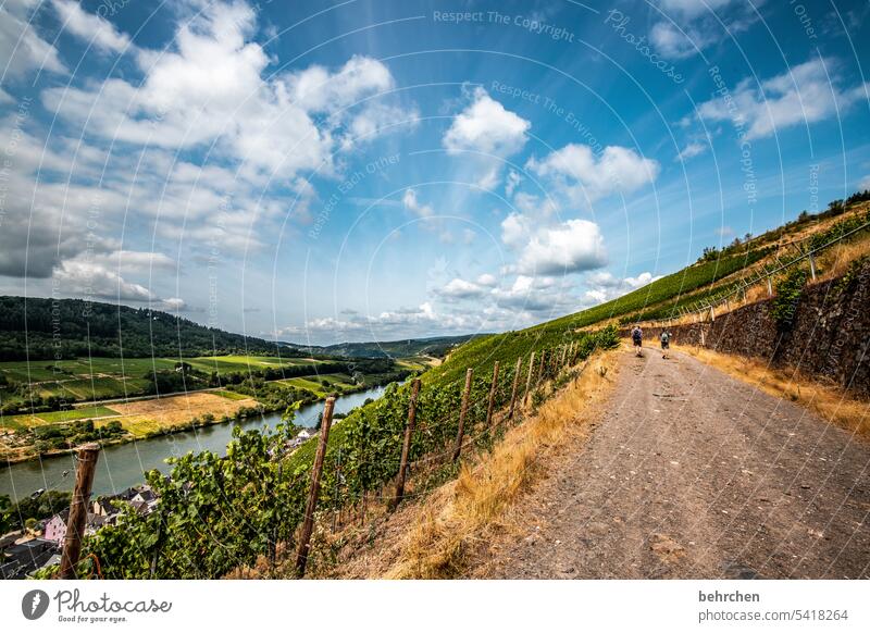 moselzeit Sommer Natur Himmel Landschaft Wolken Berge u. Gebirge Weinberg Weinstock Mosel Wege & Pfade Weinbau Hunsrück Mosel (Weinbaugebiet) Rheinland-Pfalz