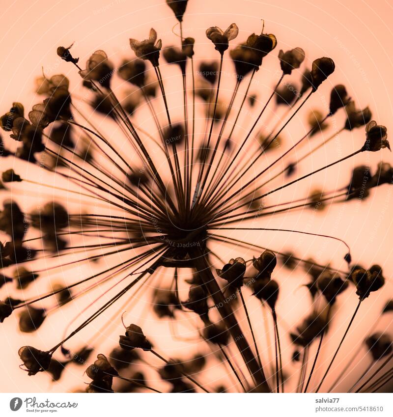 Samenstand vom Zierlauch Allium Vergänglichkeit Blüte Schwache Tiefenschärfe Natur Pflanze Blume Farbfoto Nahaufnahme Makroaufnahme Strukturen & Formen filigran