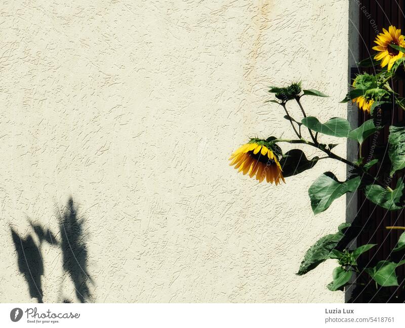 Sonnenblumen und ihr Schatten Fassade gelb Hauswand Sommer schön Blume Blüte Sonnenlicht hell Sonnenschein sonnig