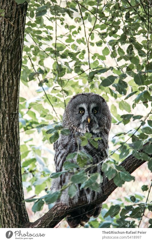 Eule auf Ast Wald Musterung schwarz waldgebiet draußen Außenaufnahme Natur Tier Wildtier grün Umwelt Landschaft Federn Vogel Blätter Augen Schnabel