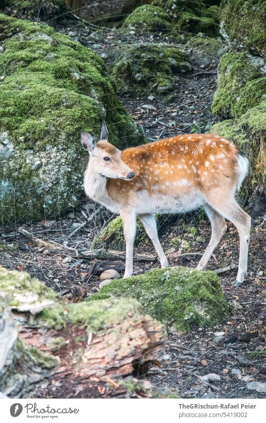 Reh im Wald mit moosigen Steinen im Hintergrund Musterung schwarz braun gepunktet waldgebiet draußen Außenaufnahme Natur Tier Wildtier grün Gras Umwelt