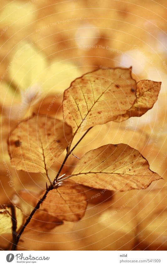 goldige Kuschelgruppe Umwelt Natur Pflanze Herbst Wetter Schönes Wetter Baum Blatt Buche Wald schön Wärme braun gelb orange Oktober Farbfoto Außenaufnahme