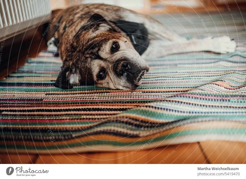 Bulldog Mastiff Mischlingshund der auf einem Fleckerlteppich liegt Hund Haustier Bulldog Mastiff Hund liegender Hund Hund in Haus älterer liegender Hund Tier