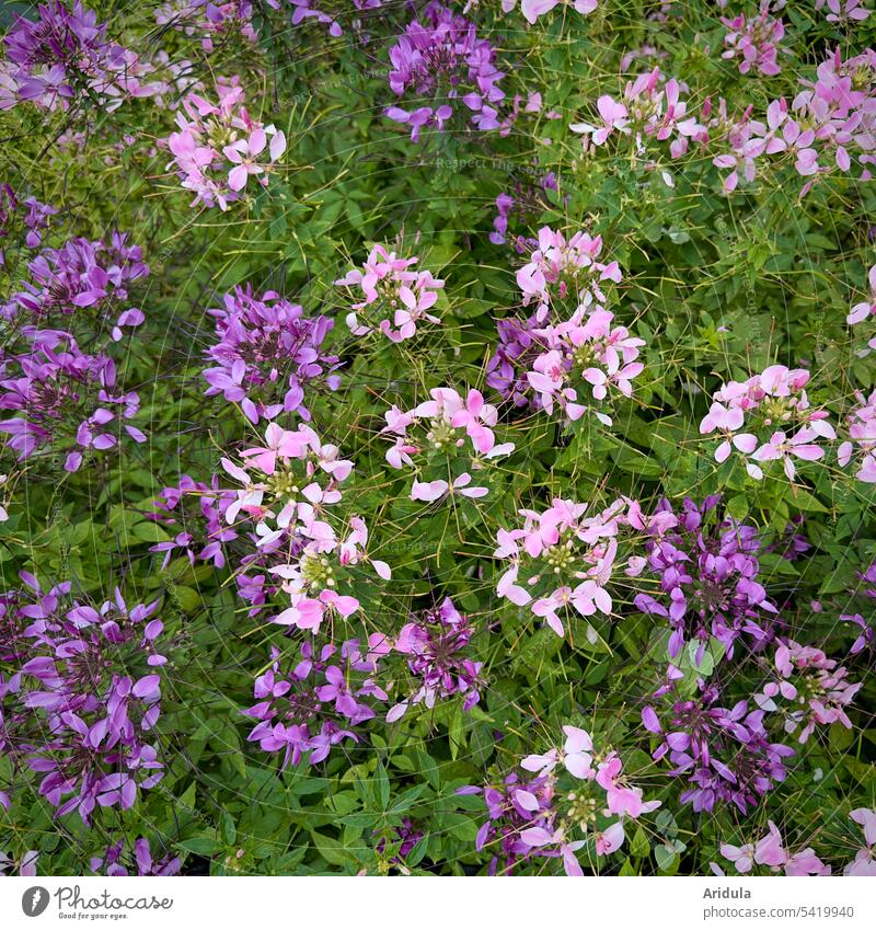 Hassler-Spinnenpflanze Blume Blumen Blumenbeet Sommerblume Blüte Rosa lila violett Garten pink Pflanze blühen grün sommerlich