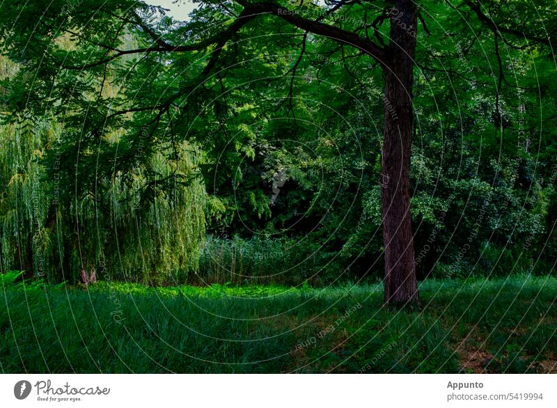 Mitten im Grünen (Variationen von Grüntönen, Strukturen und Formen in der Natur) Das Grüne Im Grünen Landschaft Vielfalt Farbe Vielseitigkeit Naturschutz