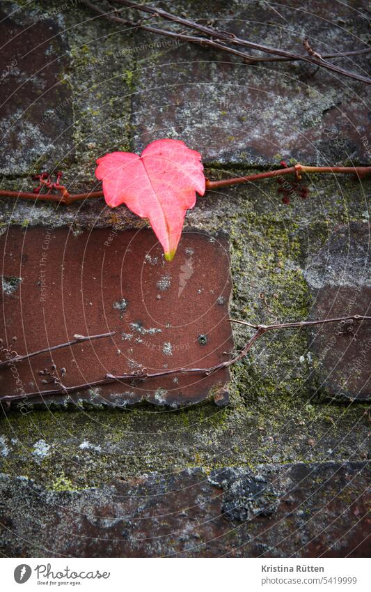 einzelnes rotes blatt vom wilden wein an ziegelmauer wilder wein ranken kletterpflanze herbst herbstlaub herbstlich herbstfärbung backstein ziegelwand