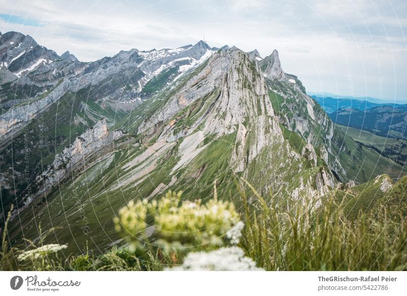Blume vor Bergen in dem Alpstein mit Säntis im Hintergrund Aussicht Panorama (Aussicht) Berge u. Gebirge Himmel Wolken wanderland Appenzellerland Gras Steine