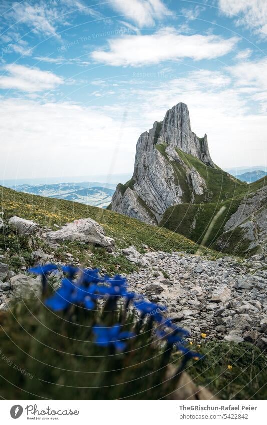 Berg mit blauem Enzian im Vordergrund Aussicht Panorama (Aussicht) Berge u. Gebirge Himmel Wolken Alpstein wanderland Appenzellerland Gras Steine Felsen laufen