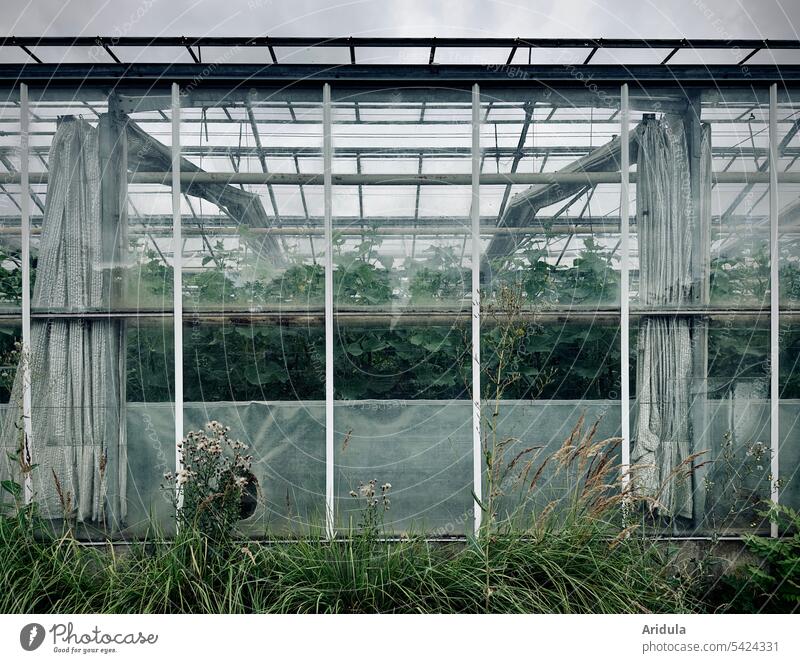 Gewächshaus einer Gemüsegärtnerei Gärtnerei Gemüseanbau Pflanze Garten grün Glas hell Licht Wachstum Glasscheibe Gartenarbeit Lebensmittel Bioprodukte Biogemüse