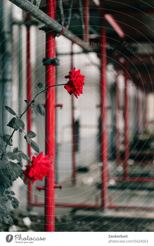 Eine rote Rose vor einem roten Baugerüst, Perspektive und Schatten Gerüst romantisch Liebe Kontrast Baustelle Fassade Sanieren blühen Geschenk Blumen zart