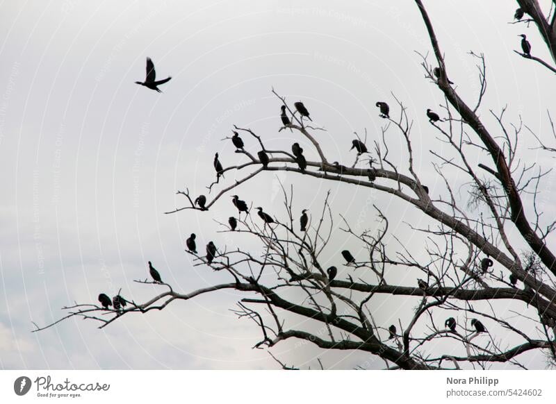 Kormorane Kormoranfamilie Kolonie fliegen sitzen sitzend Tier Vogel Außenaufnahme Natur Menschenleer Umwelt kahle Bäume kahler Baum Tod tot toter Baum