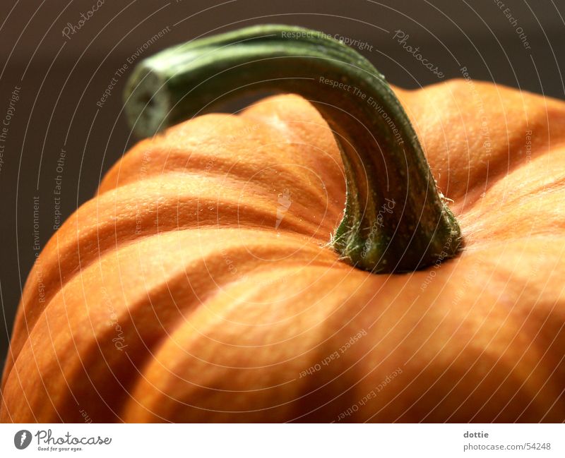 Halloween-Kürbis Herbst Feiertag Erntedankfest orange Gemüse Makroaufnahme