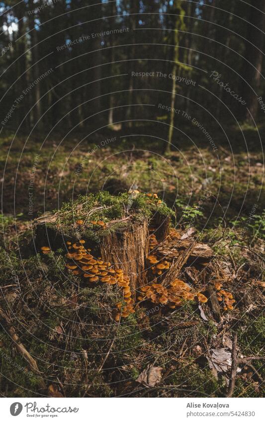 Baumstumpf und Pilze in einem Wald Hypholoma Baumstümpfe Natur Herbst Farbfoto Nahaufnahme grün Moos moosbedeckt