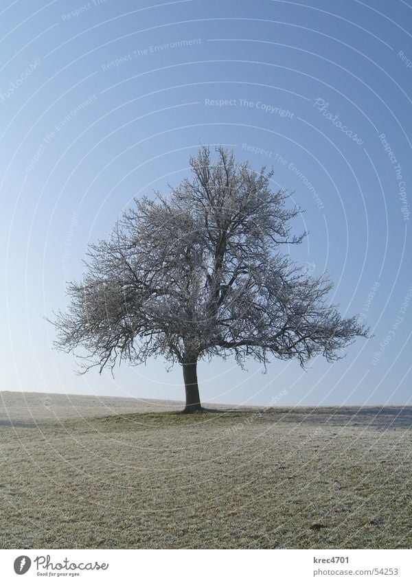 Einzelner Baum Wiese Winter einzeln Weide Himmel Blauer Himmel Raureif Einsamkeit alleinstehend