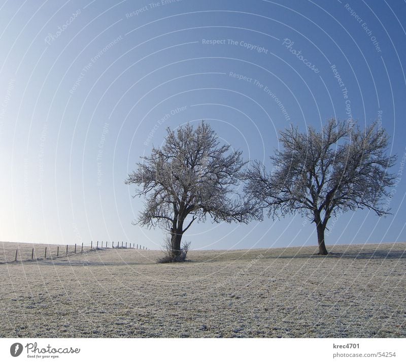 Zwei Einzelne Baum Wiese Winter einzeln Zaun Weidezaun Himmel Blauer Himmel Raureif Einsamkeit alleinstehend