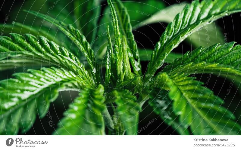 THC-Cannabis-Produktion, Hanfanbau, Sativa-Indica-Grasanbau, Makro Marihuana Medizin Pflanze grün Gesundheit Blatt medizinisch Natur Kraut Medikament Wachstum