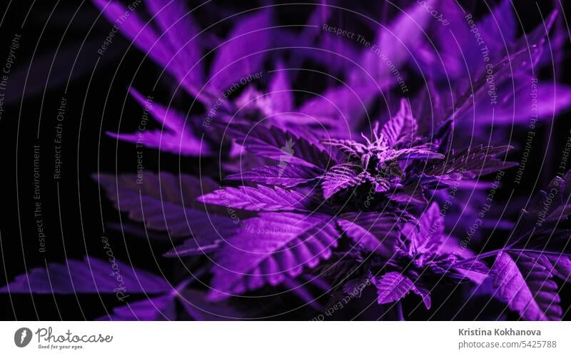 Makro Cannabis Pflanze Busch, violette Rauchwolke. Bio wachsen, neonfarbenes Licht Hanf Marihuana Medizin grün Gesundheit Blatt medizinisch Natur Kraut