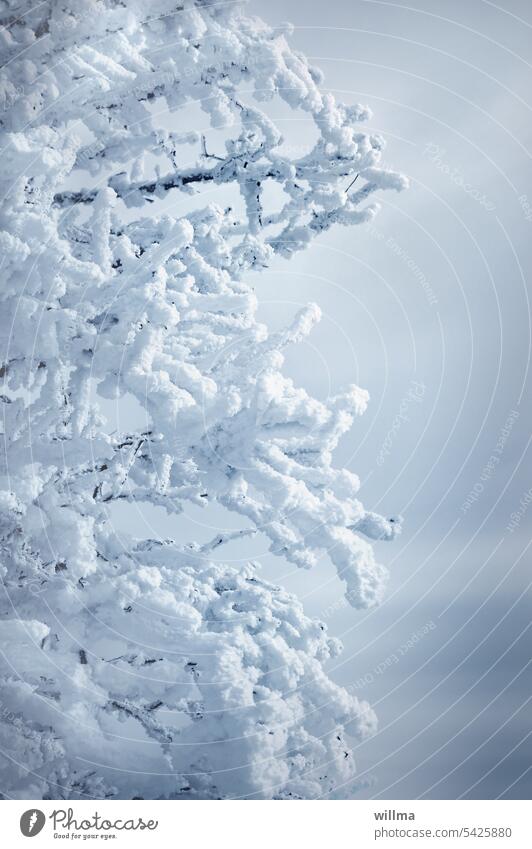 Winterstimmung - schneebedeckte vereiste Äste eines Baumes Schnee kalt Frost winterlich Wintertag verschneit bereift Raureif Eis