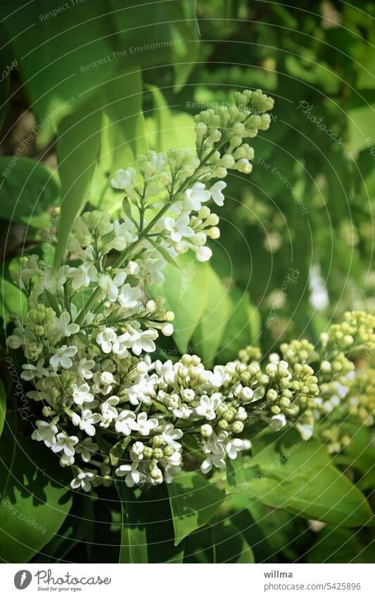 Weißer Flieder weiß Frühling weißer Flieder Duft Fliederblüte