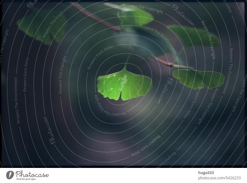 Ginkgo Pflanze Blätter grün Ast Natur Blatt natürlich Hintergrund Sommer Frühling frisch geblümt Nahaufnahme Botanik Farbe Blüte Blume Überstrahlung Flora