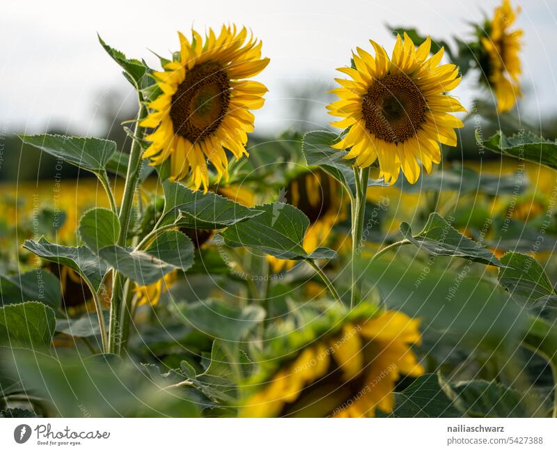 Sonnenblumenfeld Farbe Feldrand Dürrezeit Trockenheit reihen Farbfoto Außenaufnahme Sonnenuntergang Rheinland-Pfalz Idylle viele gelb natürlich grün friedlich