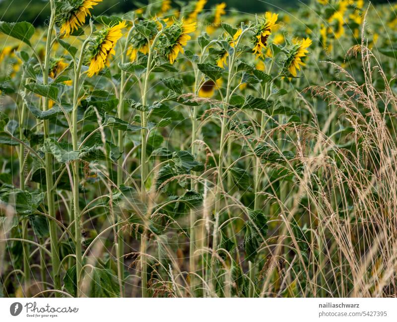 Sonnenblumenfeld Farbe Feldrand Dürrezeit Trockenheit reihen Farbfoto Außenaufnahme Sonnenuntergang Rheinland-Pfalz Idylle viele gelb natürlich grün friedlich