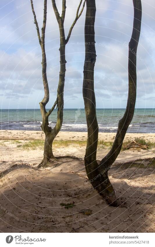 Bäume am Strand Natur Landschaft Baum Umwelt Außenaufnahme Menschenleer Farbfoto Baumstamm Holz Tag Baumstämme Sand Wolken wolkig Meer Meereslandschaft Schatten