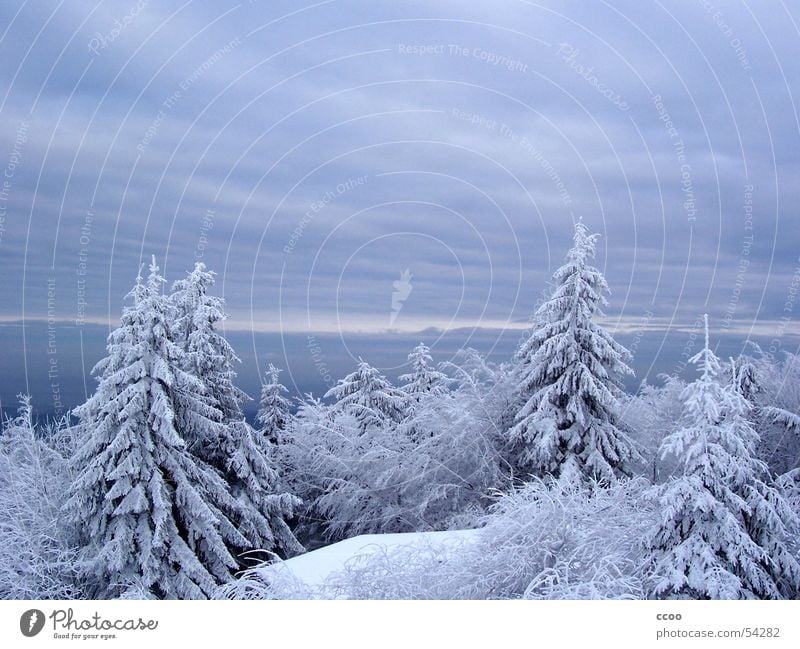 Inselsberg Winter Tanne Baum Gipfel Schnee Blick Berge u. Gebirge Himmel