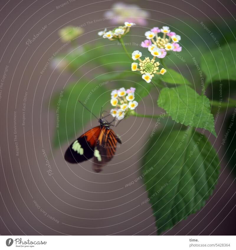 Kleiner Admiral auf großer Futterbrücke Schmetterling Insekt Tier Natur Tagfalter Falter Blüte Nektar Nahrungsquelle Pflanze Garten Blatt Blätter