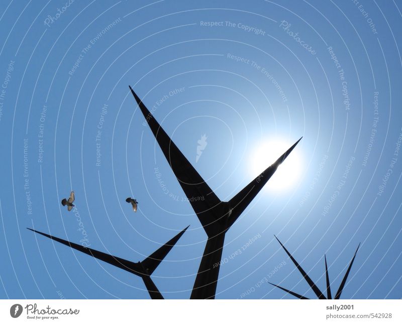 Kunstflug Kunstwerk Skulptur Wolkenloser Himmel Sonne Sonnenlicht Schönes Wetter Vogel Taube 2 Tier fliegen leuchten ästhetisch außergewöhnlich eckig gigantisch