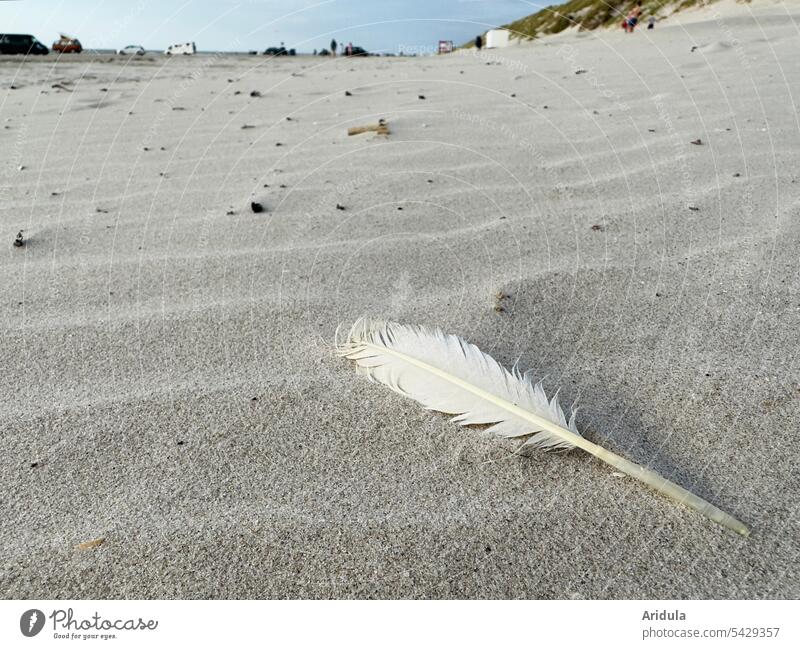 Weiße Feder am Strand mit Autos und Düne am Horizont Sand Möwe weiß Nordseeküste Detailaufnahme Küste Natur Ferien & Urlaub & Reisen Dünengras Landschaft