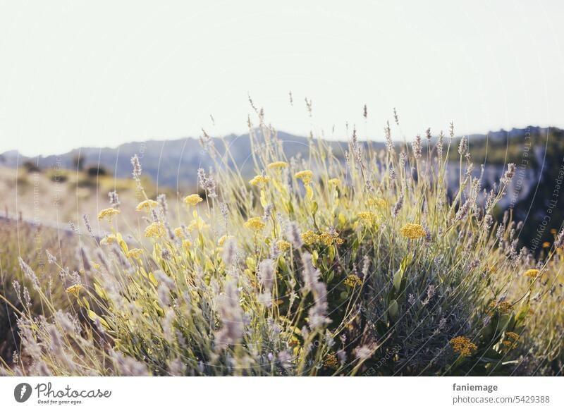 Verblühter Lavendel im Hochsommer hübsch Insekt Sonnenlicht Glanz Flügel Idylle magisch Licht Gräser Provence Garten Natur golden sitzend schimmern gelb Blumen