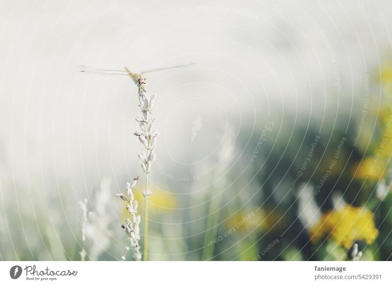 La belle libellule hübsch Insekt Sonnenlicht Glanz Flügel Idylle magisch Licht Lavendel Gräser Provence Garten Natur golden sitzend schimmern gelb Blumen