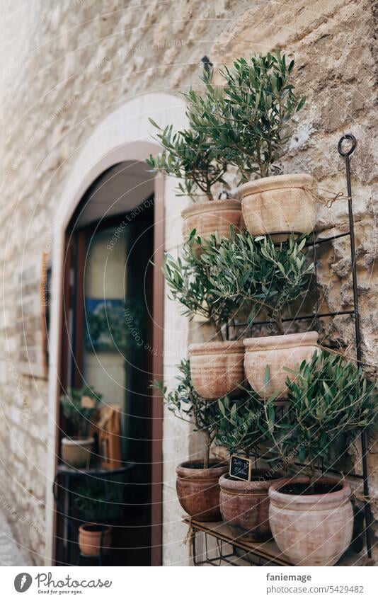 Olivenbaum zu verkaufen Les Baux-de-Provence steinmauer Mauer Hitze Sommer südfrankreich Mittelmeer Reisefotografie Natur sommerlich Süden Frankreich Urlaub