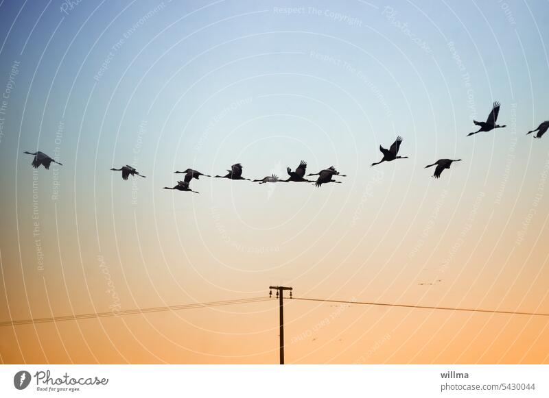 Der Ruf der Kraniche Flug Silhouette fliegen Zugvögel Abreise Telegrafenmast Leitung Farbverlauf neutraler Hintergrund Textfreiraum